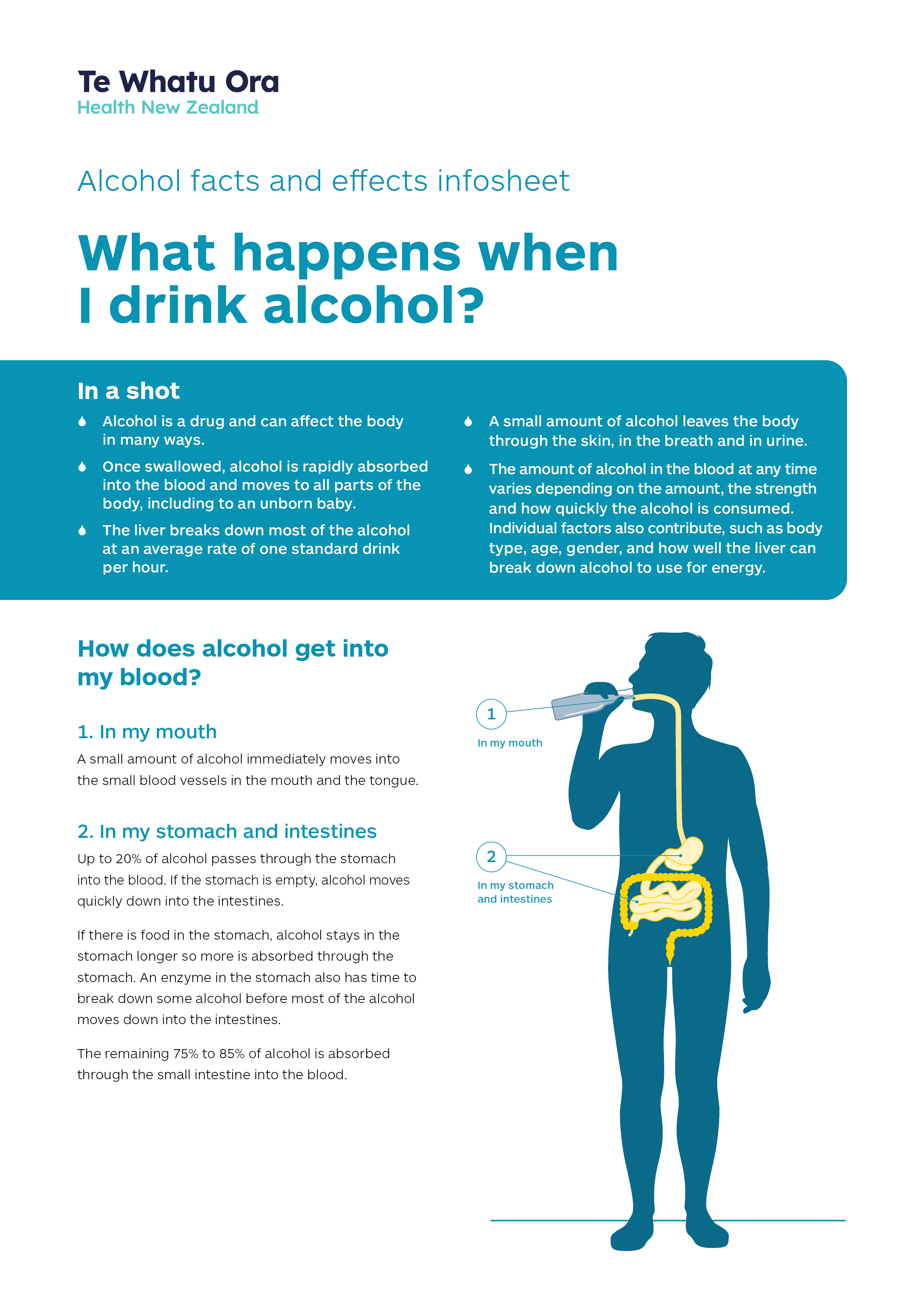 Alcohol Resources — What happens when I drink alcohol? infosheet